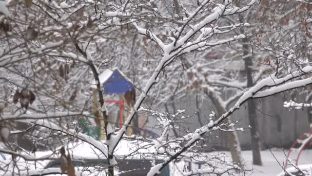 Imagens Vídeo Inverno Nevasca Matinal Cidade Nos Galhos Das Árvores — Vídeo de Stock