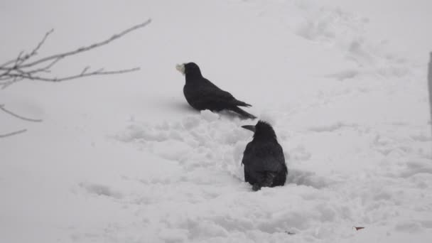 冬季视频画面 未来的早晨降雪在城市 乌鸦正在寻找食物在雪 多云的天气 — 图库视频影像