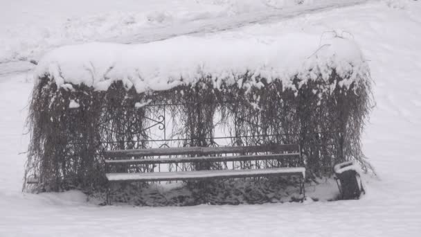 Video Invernali Nevicate Mattutine Città Sui Rami Degli Alberi Trova — Video Stock