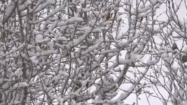 Videobeelden Van Winter Ochtend Sneeuwval Stad Takken Van Bomen Ligt — Stockvideo