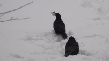 Kış video, sabah kar yağışı şehir, yakınlaştırma ve kamera, hareket etkisi ile bulutlu havalarda kargalar yiyecek karda arıyoruz