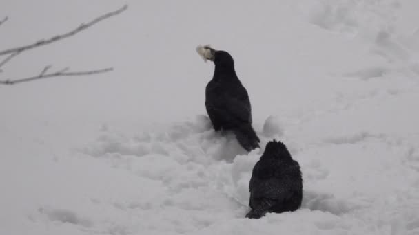 冬季视频 城市多云天气下的晨雪 随着相机放大和移动的效果 乌鸦们正在雪中寻找食物 — 图库视频影像
