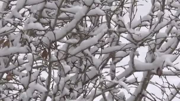 Winter Video Ochtend Sneeuwval Bewolkt Weer Stad Met Het Effect — Stockvideo