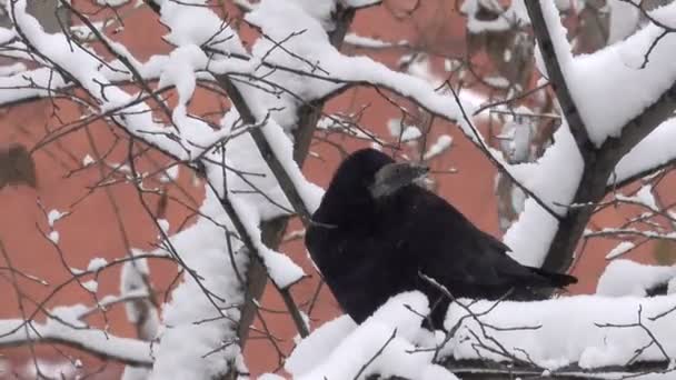 Vinter Video Morgon Snöfall Molnigt Väder Staden Med Effekten Zooma — Stockvideo