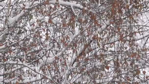 ズームとカメラを動かす効果を持つ市天気曇りでビデオ 朝積雪 — ストック動画