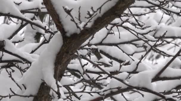Kış Video Sabah Kar Yağışı Şehir Yakınlaştırma Kamera Hareketli Etkisi — Stok video