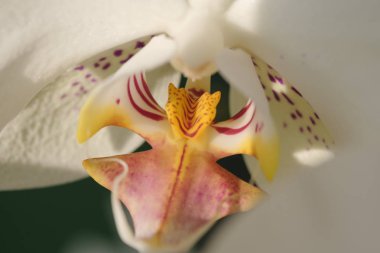 Doğal çiçek arka plan beyaz orkide çiçek close-up