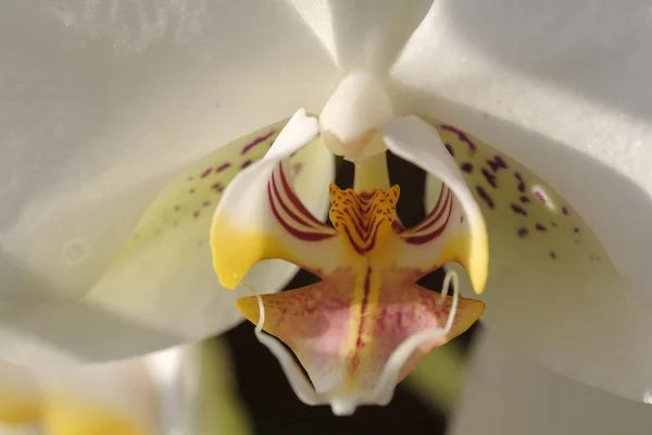 Fiore Orchidea Bianca Primo Piano Uno Sfondo Floreale Naturale — Foto Stock