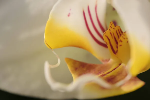 Doğal Çiçek Arka Plan Beyaz Orkide Çiçek Close — Stok fotoğraf
