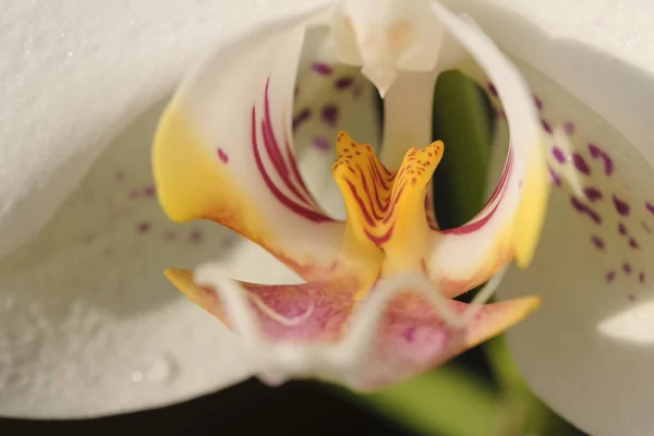 自然な花の背景の白い蘭の花クローズ アップ — ストック写真