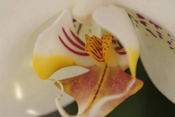 Fleur Orchidée Blanche Gros Plan Fond Floral Naturel — Photo