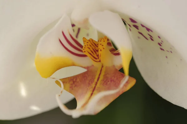 Természetes Virágos Háttér Fehér Orchidea Virág Részlete — Stock Fotó