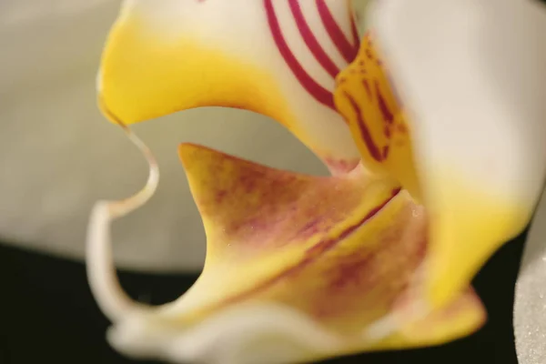 Doğal Çiçek Arka Plan Beyaz Orkide Çiçek Close — Stok fotoğraf