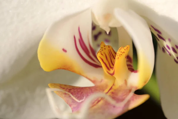 White Orchid Flower Close Natural Floral Background — Stock Photo, Image