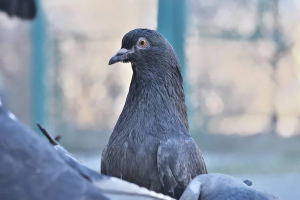 Les Pigeons Sauvages Ville Jour Hiver Sont Nourris Avec Farine — Photo
