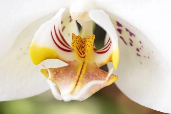 Beyaz orkide çiçeği yakın plan. — Stok fotoğraf