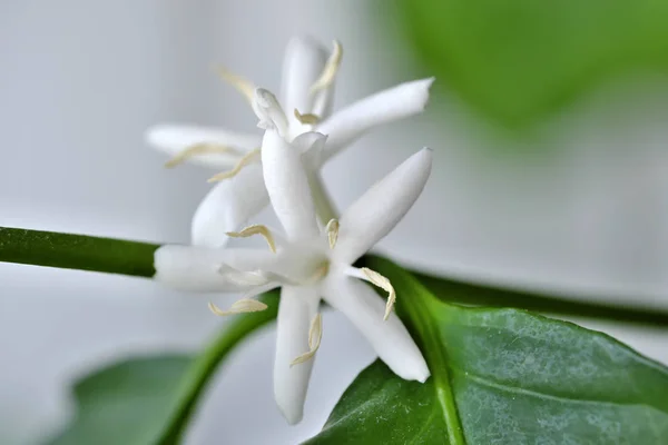 Witte bloemen van Arabica koffie — Stockfoto