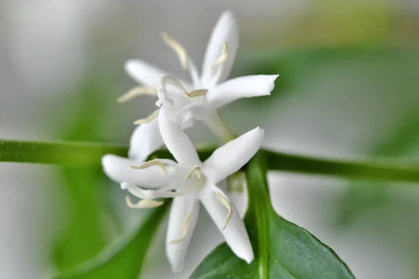 Witte bloemen van Arabica koffie — Stockfoto