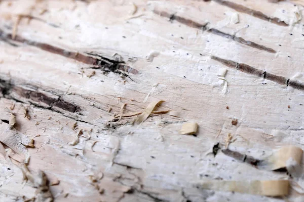 Fondo textural de madera —  Fotos de Stock