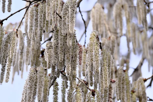 Male flowers of black alder — Stock Photo, Image