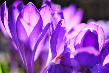 İlk bahar çiçekleri.