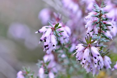 İlk bahar çiçekleri.