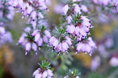 İlk bahar çiçekleri.