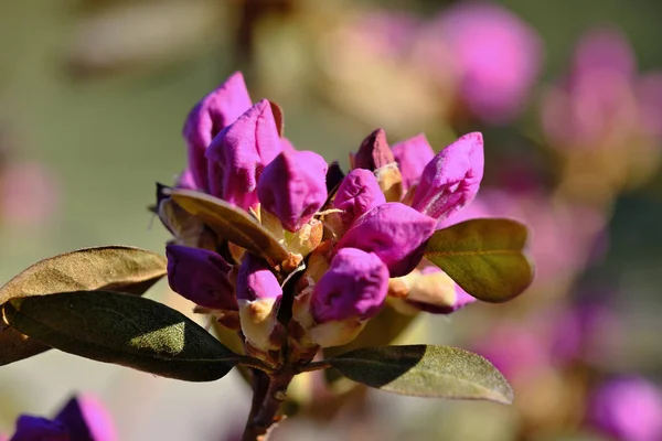 Primeira primavera flores florescer — Fotografia de Stock