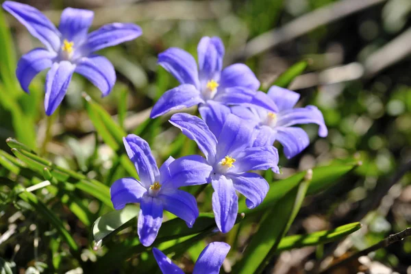 Primeras flores de primavera florecen —  Fotos de Stock