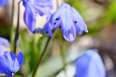 İlk bahar çiçekleri.