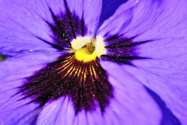 Erste Frühlingsblumen von Veilchen blühen — Stockfoto