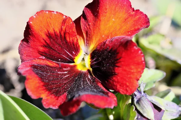 First spring flowers of violets bloom — Stock Photo, Image