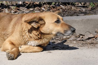 Köpek bir üzücü Pooch kaltak