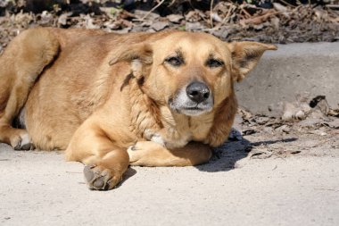 Köpek bir üzücü Pooch kaltak