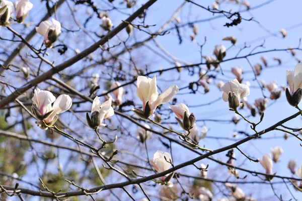 Magnolia fleurit un jour de printemps lumineux — Photo