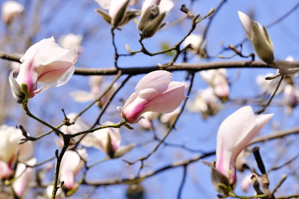 Magnolia bloeit op een heldere lente dag — Stockfoto