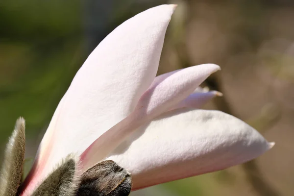 Magnolia bloeit op een heldere lente dag — Stockfoto