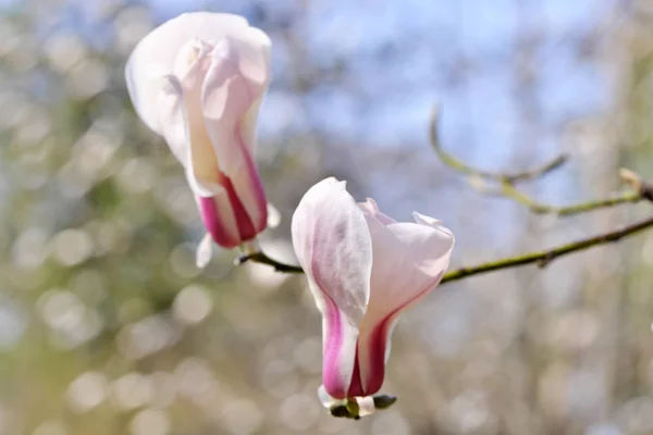 Magnolia bloeit op een heldere lente dag — Stockfoto