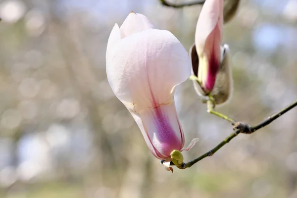 Magnolia kwitnie na jasnym wiosennym dniu — Zdjęcie stockowe