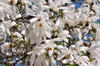 Beyaz Manolya çiçekler kapatmak