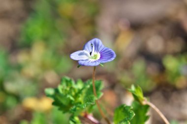 Çiçek açan küçük bahar yaban çiçekleri closeup
