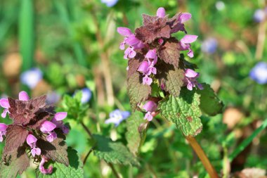 Çiçek açan küçük bahar yaban çiçekleri closeup