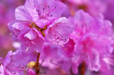 Pembe orman gülleri Bloom