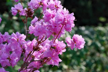 Pembe orman gülleri Bloom