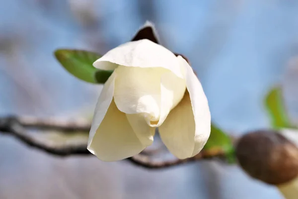 Witte Magnolia bloemen close-up — Stockfoto