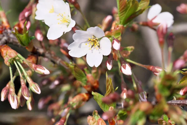 Primo piano fiori di ciliegio fioriscono — Foto Stock