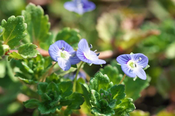 Primer plano de pequeñas flores silvestres de primavera floreciendo —  Fotos de Stock