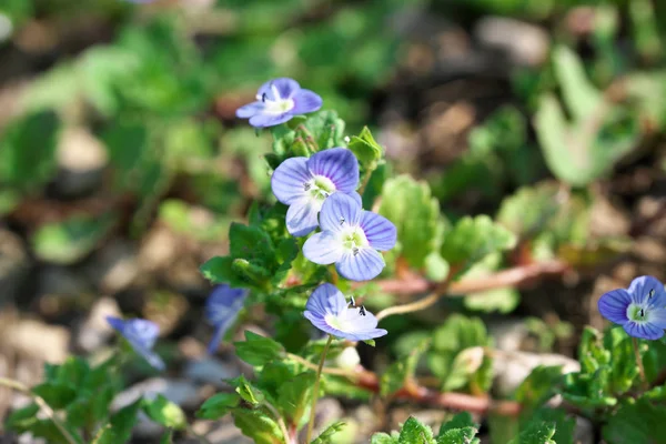 Çiçek açan küçük bahar yaban çiçekleri closeup