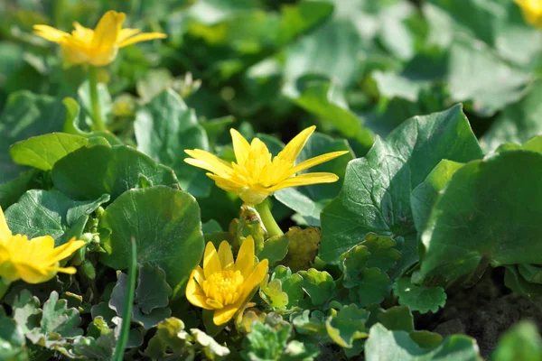 Çiçek açan küçük bahar yaban çiçekleri closeup