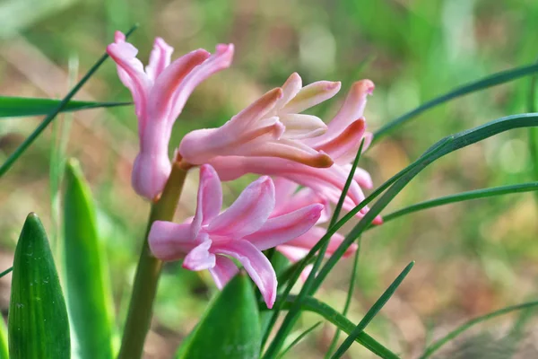 Closeup of small spring wildflowers blooming — Stock Photo, Image